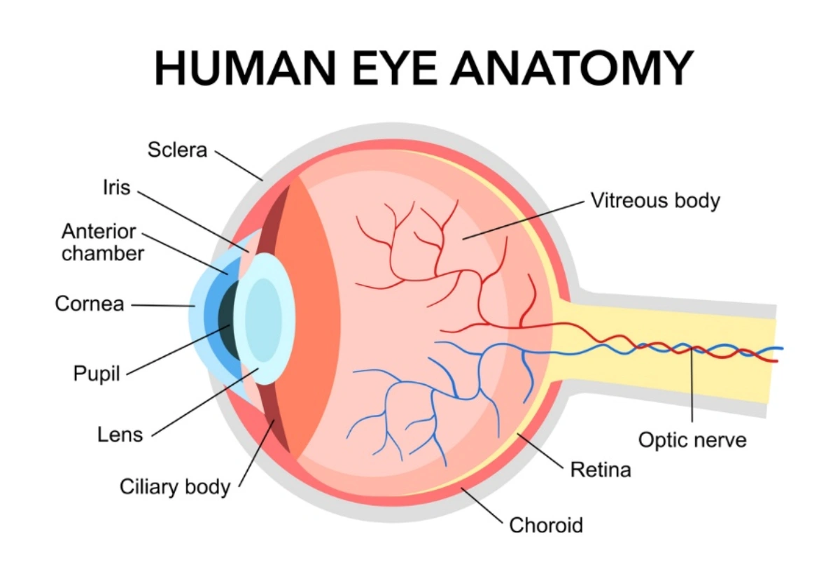 Diagram of human eye anatomy showing the vitreous body and retina.